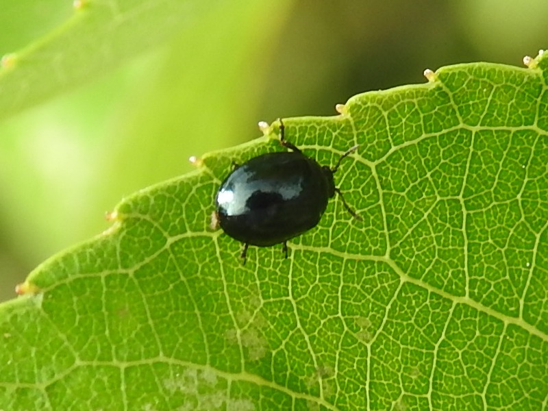 ��ʥ����ϥॷ