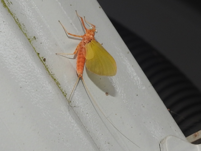 ���祦�ȥ��ϥ��ҥ饿��������