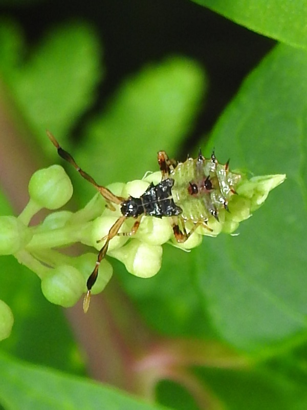 �ۥ��ϥꥫ��ॷ������