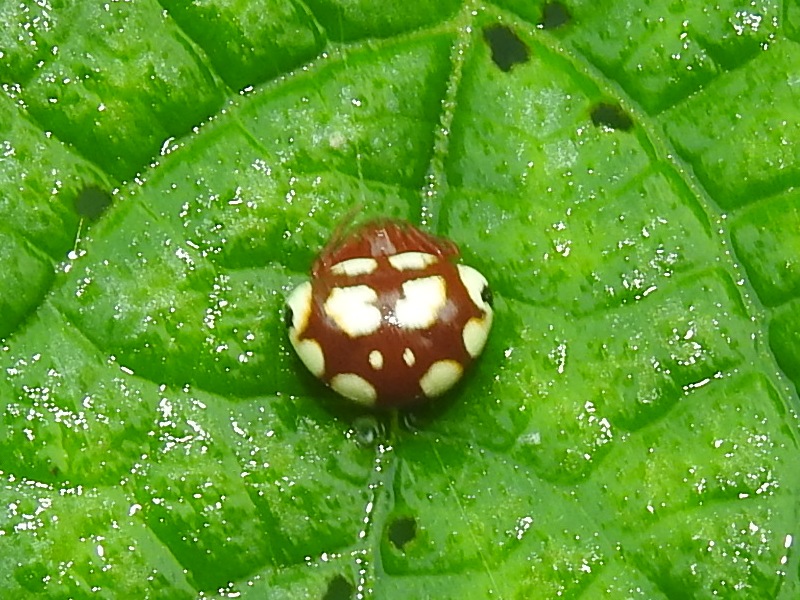 ���������ȥ�Υե���ޥ�