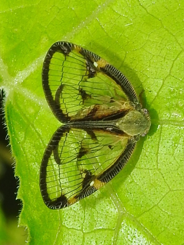 �����Хϥ�����