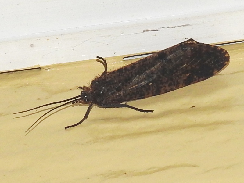 ��饵���ȥӥ���