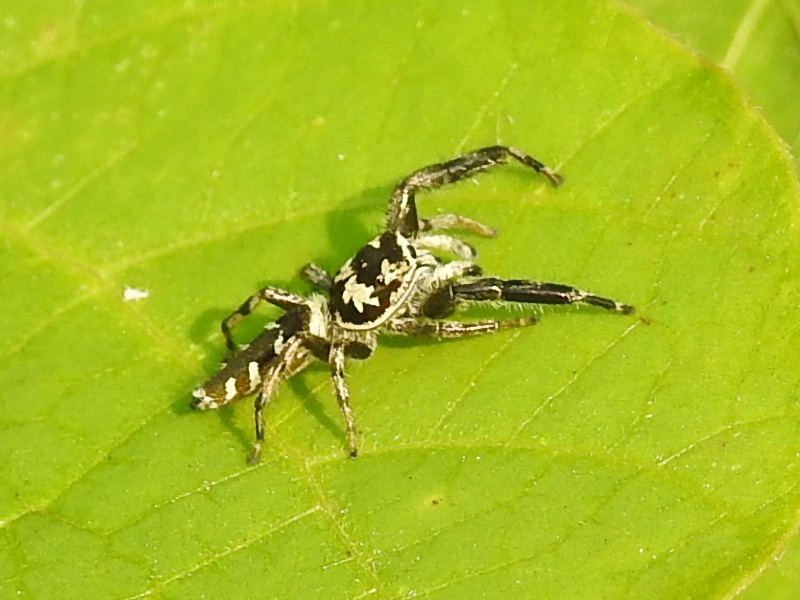 ��ϥ��ϥ��ȥꡢ����