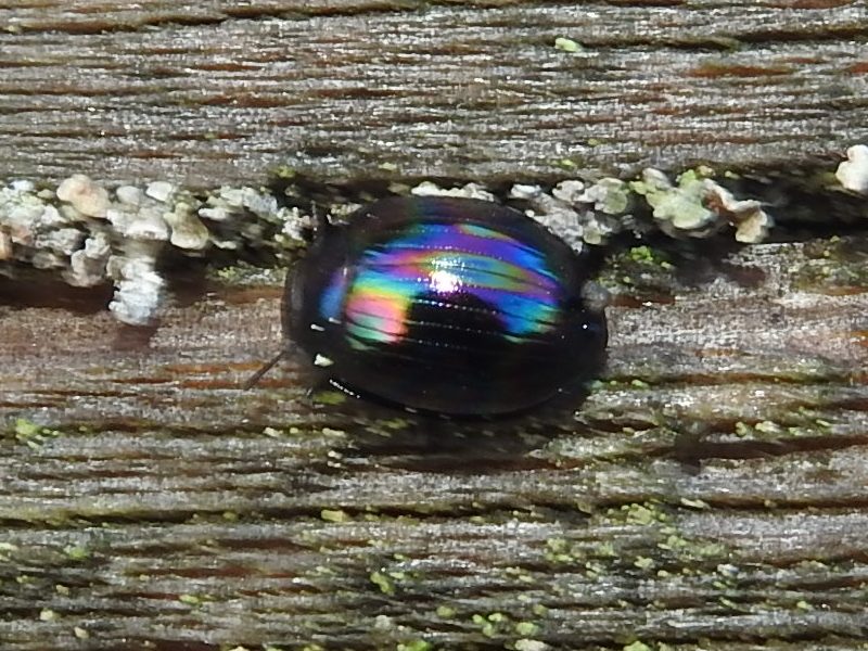 �ۥ�ɥ˥����ߥॷ���ޥ�