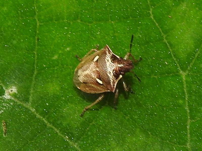 �ȥ�����ۥ�����ॷ