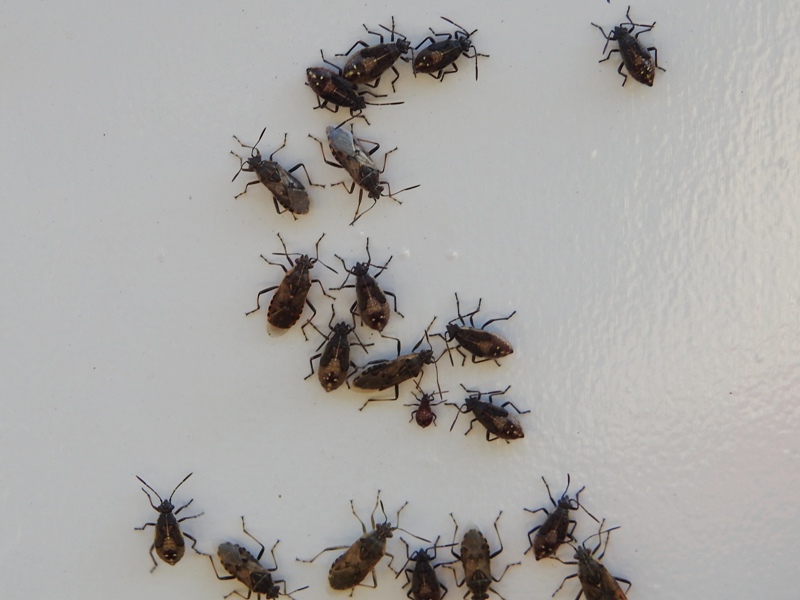 �������ҥ�إꥫ��ॷ���������