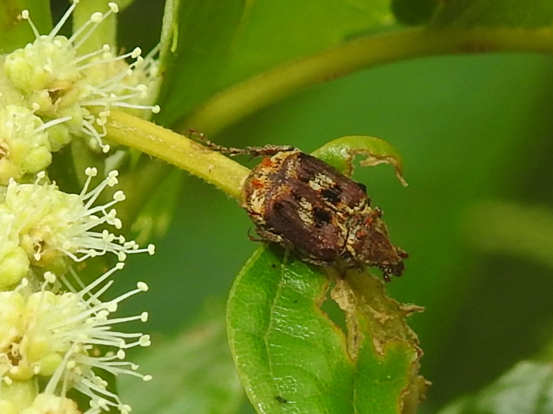 �ȥ��ҥ饿�ϥʥ॰��