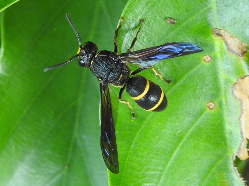 �ϥ����ե����ӥɥ��Х�