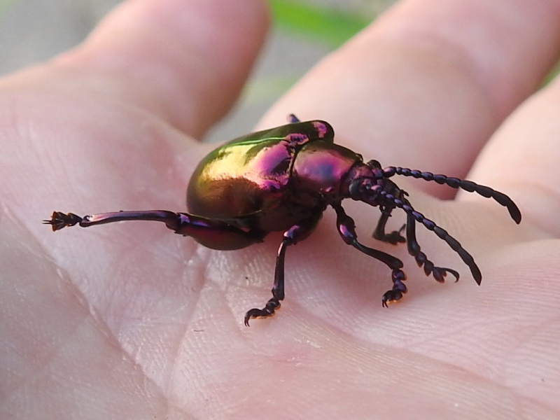 �ե���顼���������֥ȥϥॷ