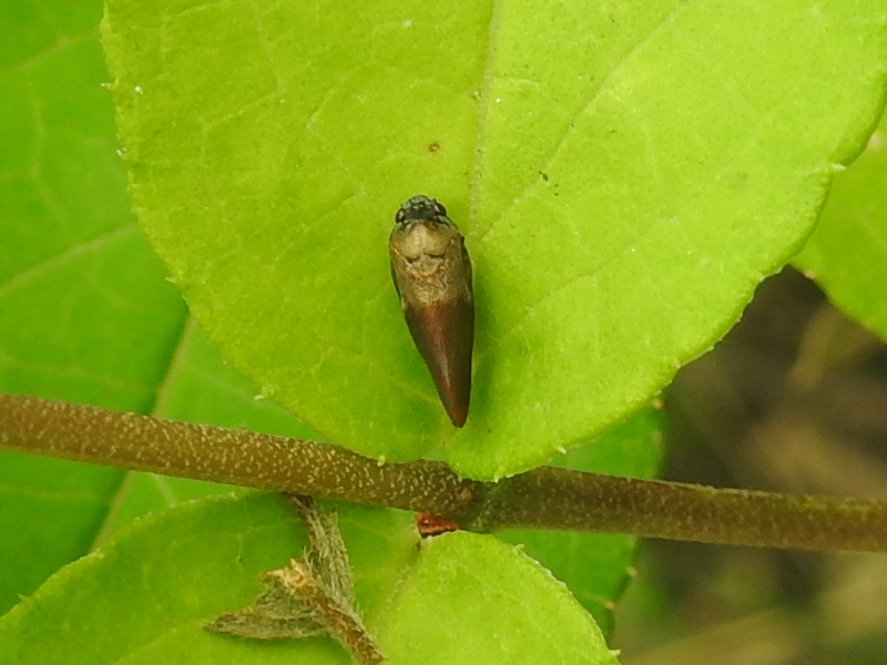 �������饢��ե�