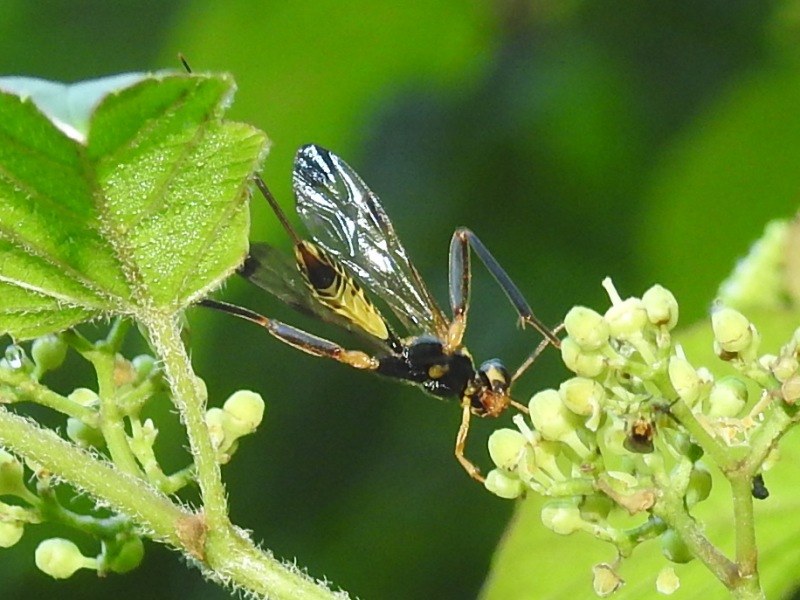 �ĥޥ�������ҥ�Х���