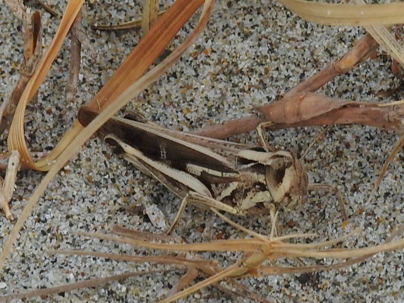 �ޥ���Хå����쿧��