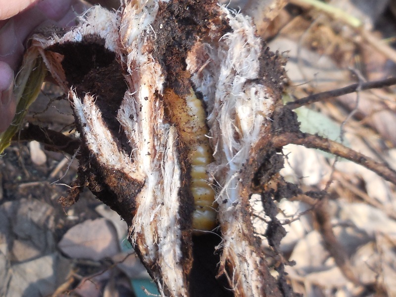 �ե���顼���������֥ȥϥॷ������