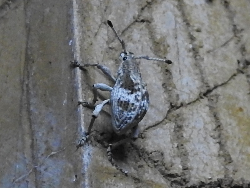 �����ʥ說�量���ॷ