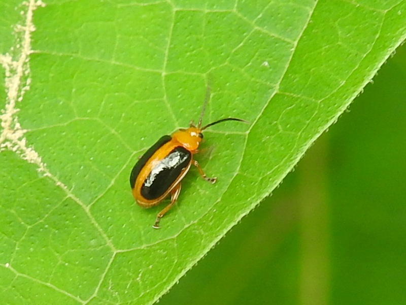 �����ʥ磻����󥸥ϥॷ