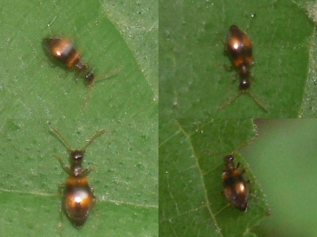 アカホソアリモドキ