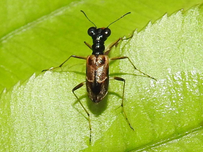 ��������������ϥ�ߥ祦