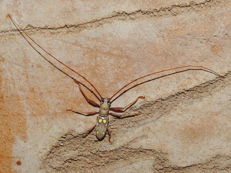 ��ĥܥ��������ߥ���