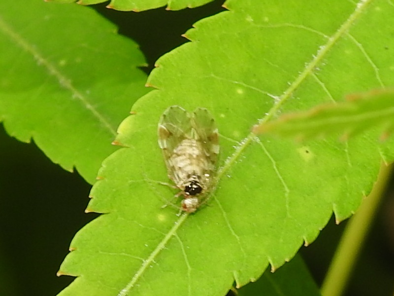 �����٥˥��㥿��