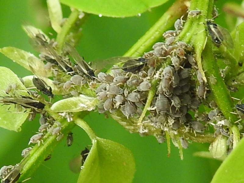 �ϥꥨ�󥸥奢�֥�ॷ