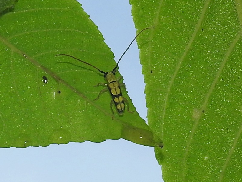 ���˥���ߤΥ���󥫥ߥ���