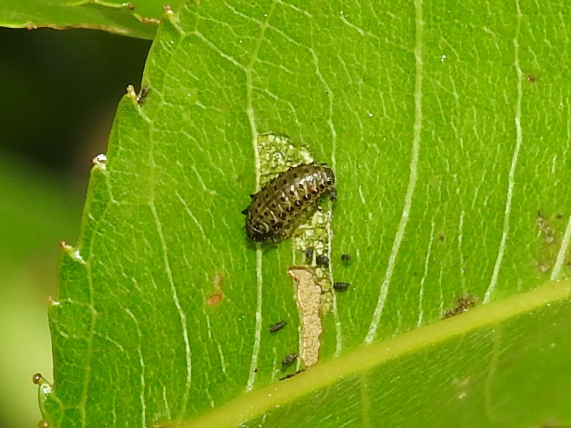 ��ʥ����ϥॷ