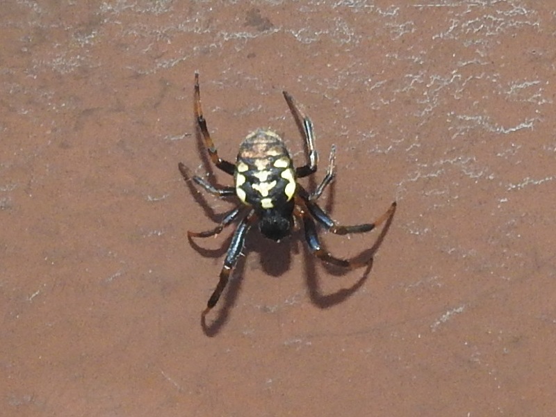 �̥����˥���