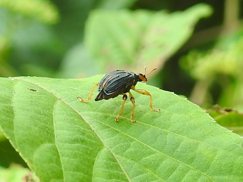 ���ޥ��饪�ȥ��֥�