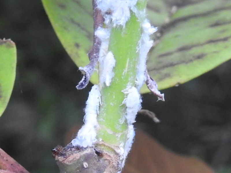 �����Хϥ�����