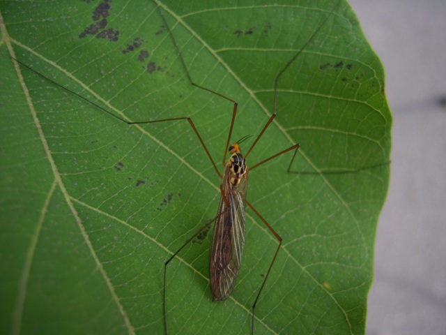 �������ۥ�������ܤΰ��