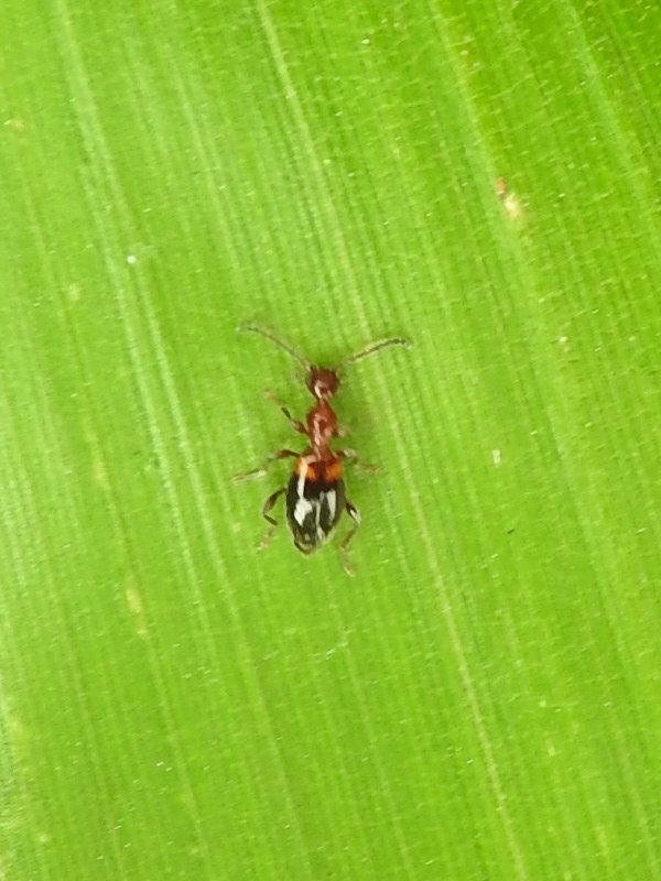 �ۥ����ӥ����ɥ�