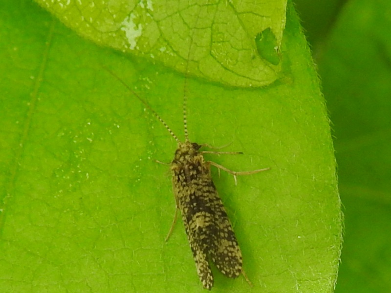 ��ͥ����ȥӥ���