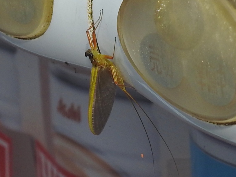 �ߥɥ꥿�˥��參������