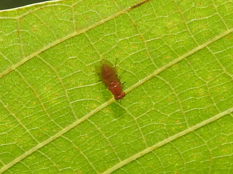 ���祦���祦�Х���������