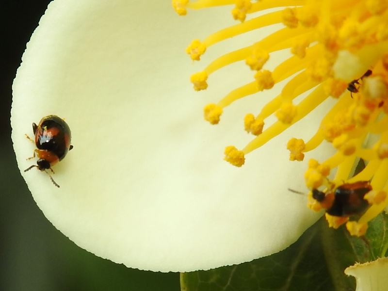 �����ҥ��֥ȥΥߥϥॷ