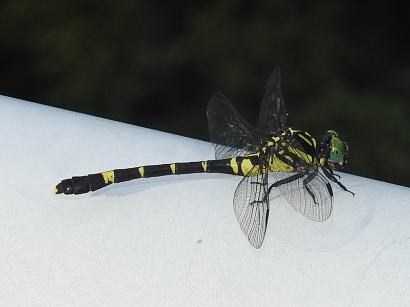 �����˥���