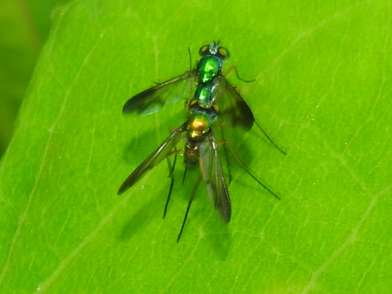 �ޥ��饢���ʥ��Х�