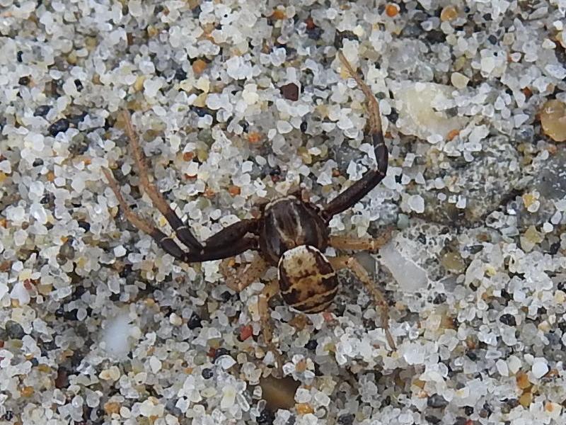 �襳�ե��˥���