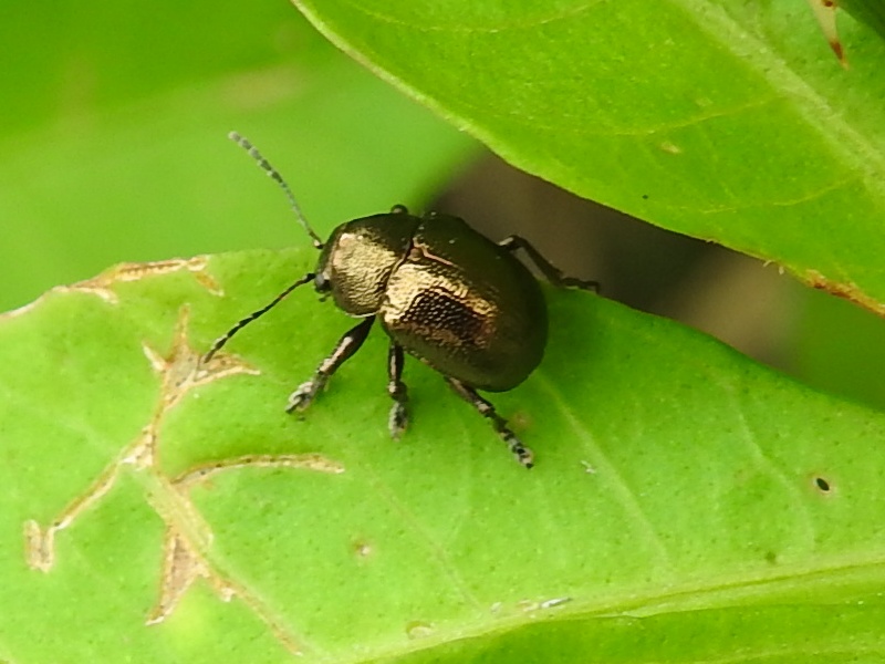 �����ʥ磻�⥵��ϥॷ