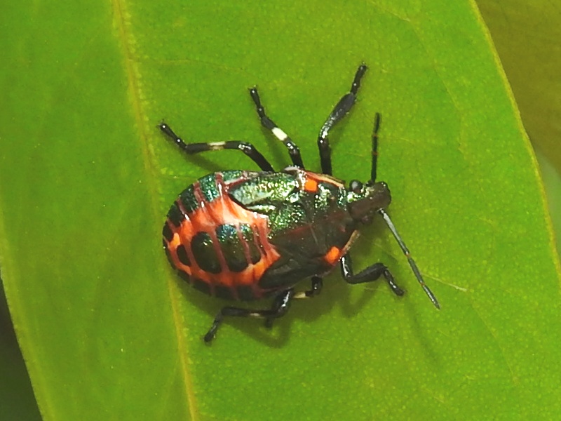 �������󥫥�ॷ��