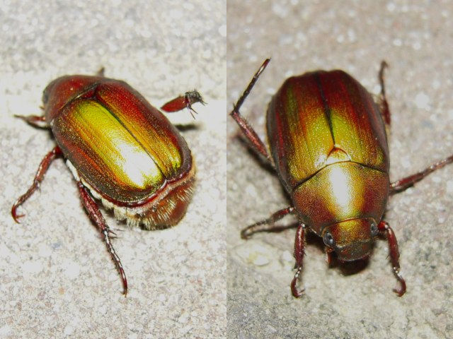 �ɥ����֥ͥ��֥�