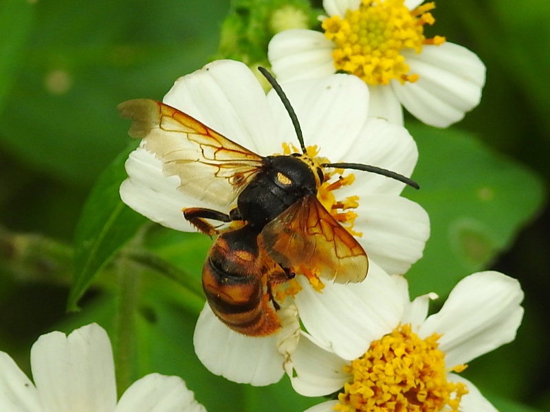 ��������ĥ��Х�