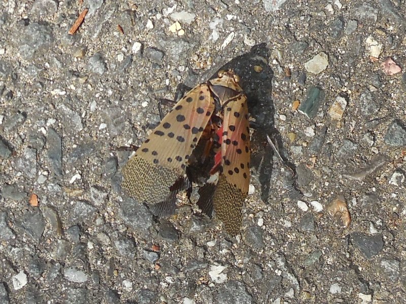 �����٥˥ϥ�����