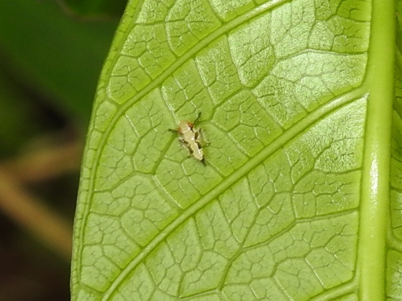 �襳�Х��������