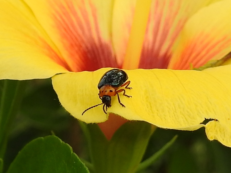 �����ʥ磻����󥸥ϥॷ