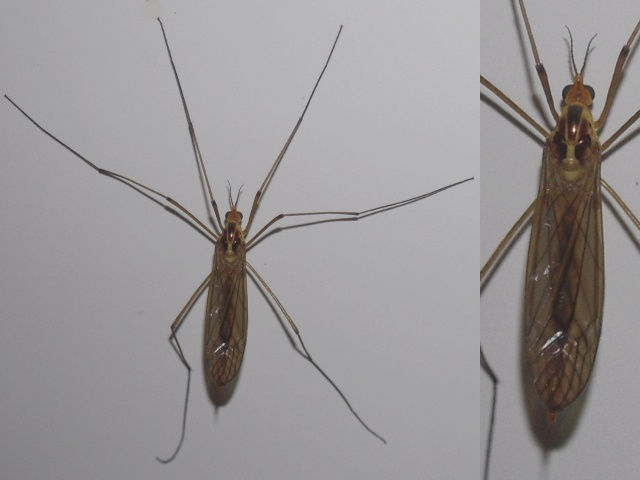 ガガンボ、不明