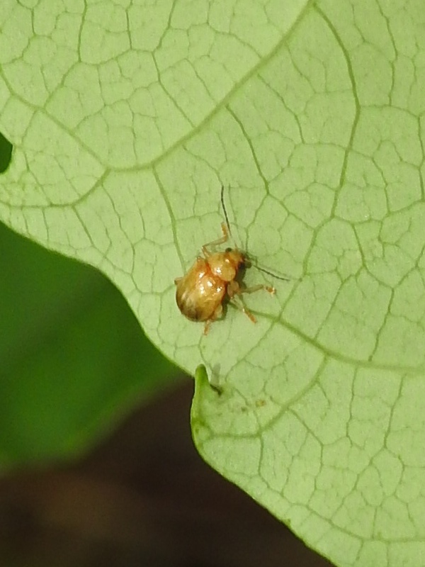 �˥�������������ϥॷ