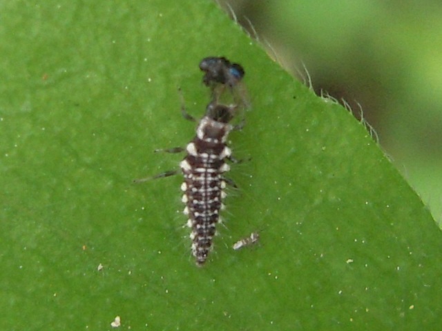 クサカゲロウ、幼虫、不明