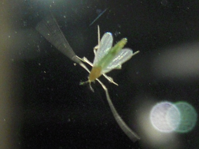 �楹�ꥫ������