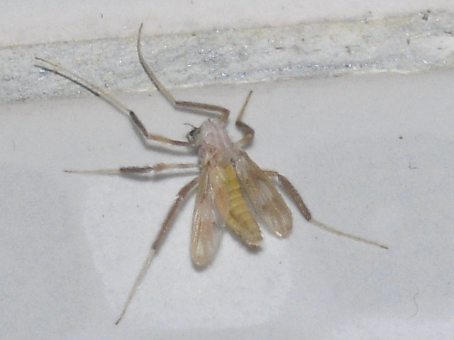 ノザキトビケラヤドリユスリカ